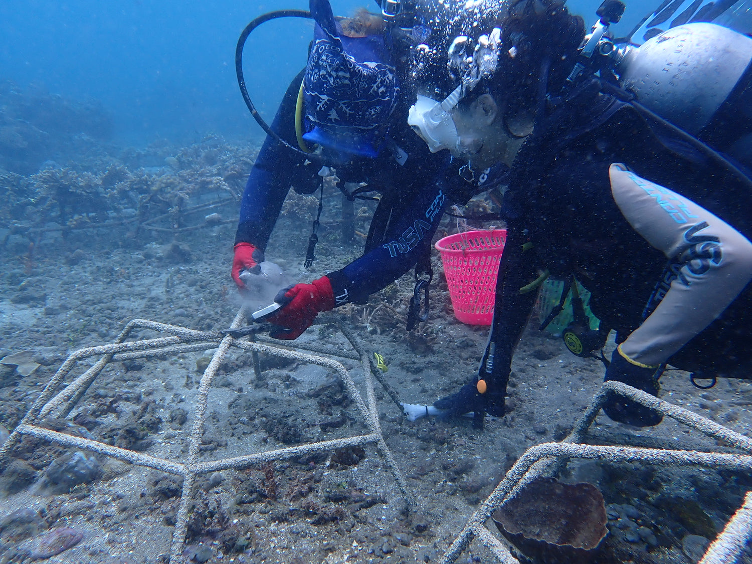 Two scuba divers working on an underwater structure planting new corals